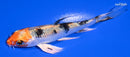 4.75" YAMATO NISHIKI BUTTERFLY