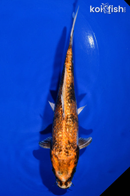 7" GINRIN KIN SHOWA