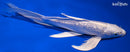 9" GINRIN PLATINUM OGON BUTTERFLY