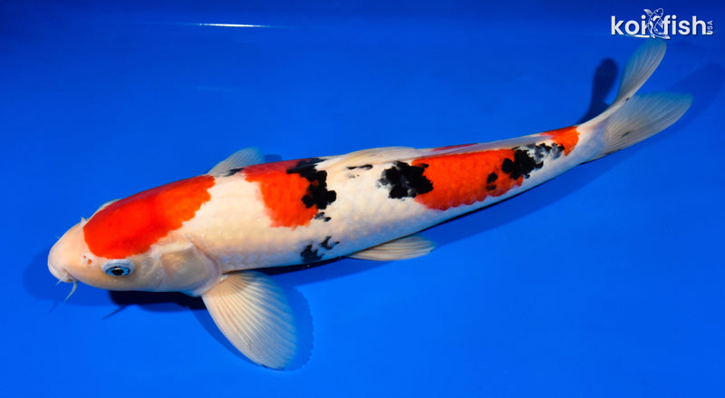 15" SANKE