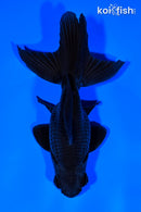 5" WAKIN GOLDFISH