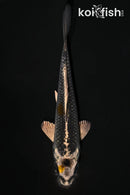 4.25" GINGA