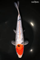 9.5" GINRIN SANKE