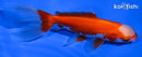 4" ORANDA GOLDFISH