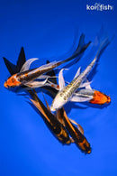 PACK OF (5) 5-6" BUTTERFLY KOI