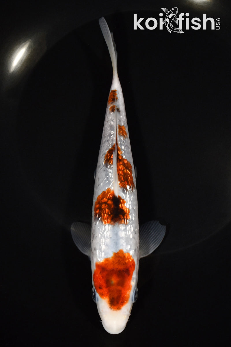 7" GOROMO