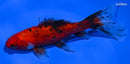5" CALICO COMET GOLDFISH