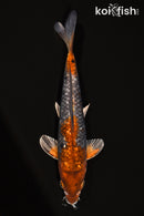 10.75" GINRIN OCHIBA SHIGURE