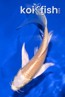 5.25" CREAMY OGON BUTTERFLY