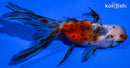 4.5" CALICO ORANDA GOLDFISH