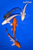 PACK OF (5) 4-5" STANDARD KOI