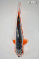 8.5" HI ASAGI