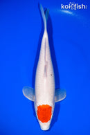 12.25" TANCHO KOHAKU
