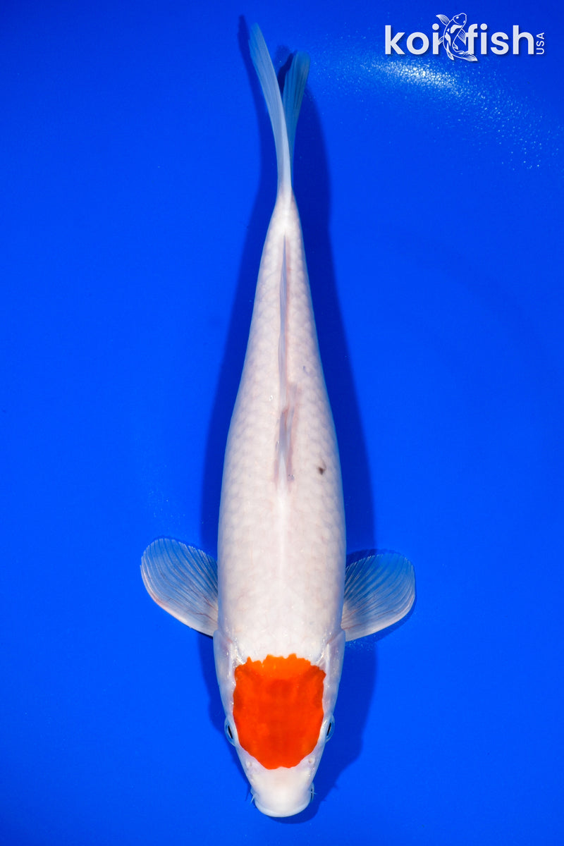 12.25" TANCHO KOHAKU