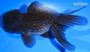 5" ORANDA GOLDFISH