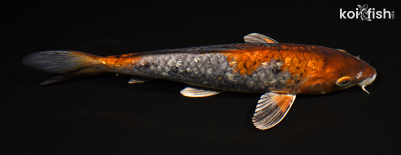 10.75" GINRIN OCHIBA SHIGURE
