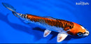 6" BENI KIKOKURYU
