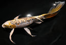 9.5" GINRIN KIN KIKOKURYU BUTTERFLY