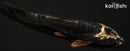 4.5" KIKOKURYU