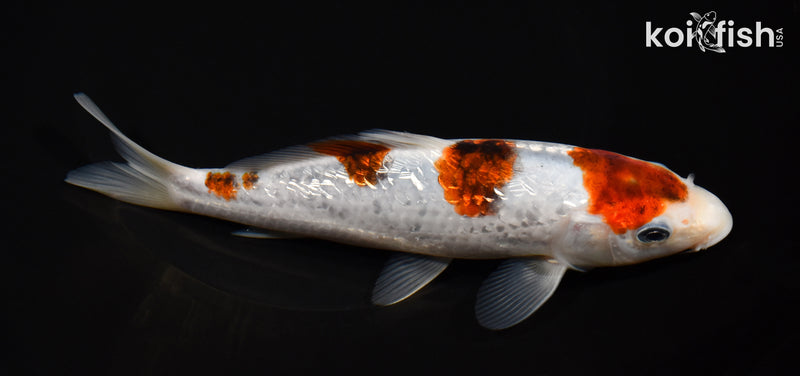 7" GOROMO