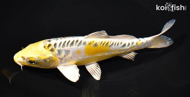 7.5" ARAGOKE KUJAKU