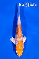 4" GINRIN HARIWAKE