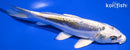 7.75" KIN KIKOKURYU