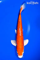 11.25" ARAGOKE HEISEI NISHIKI