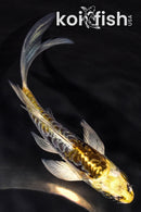 5.25" ARAGOKE KIN KIKOKURYU BUTTERFLY