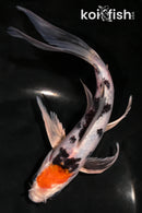 7" YAMATO NISHIKI BUTTERFLY