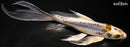 9.25" KIN KIKOKURYU BUTTERFLY