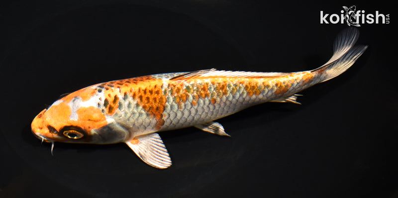 7.75" BENI GINGA