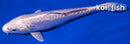 6" DOITSU PLATINUM OGON
