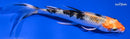 4.75" YAMATO NISHIKI BUTTERFLY