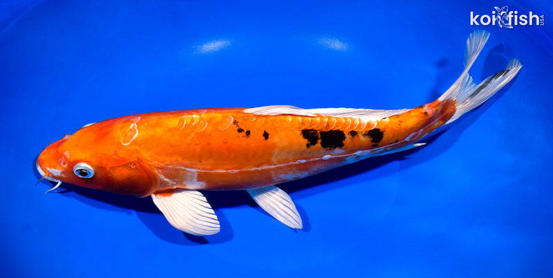 13.25" HEISEI NISHIKI