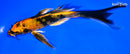 7" KIN HI UTSURI BUTTERFLY