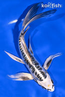 7.25" KIN KIKOKURYU BUTTERFLY