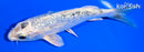 5.75" GINRIN GIN SHIRO BEKKO