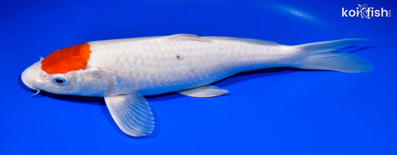 12.25" TANCHO KOHAKU