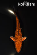 5.25" ARAGOKE CHAGOI