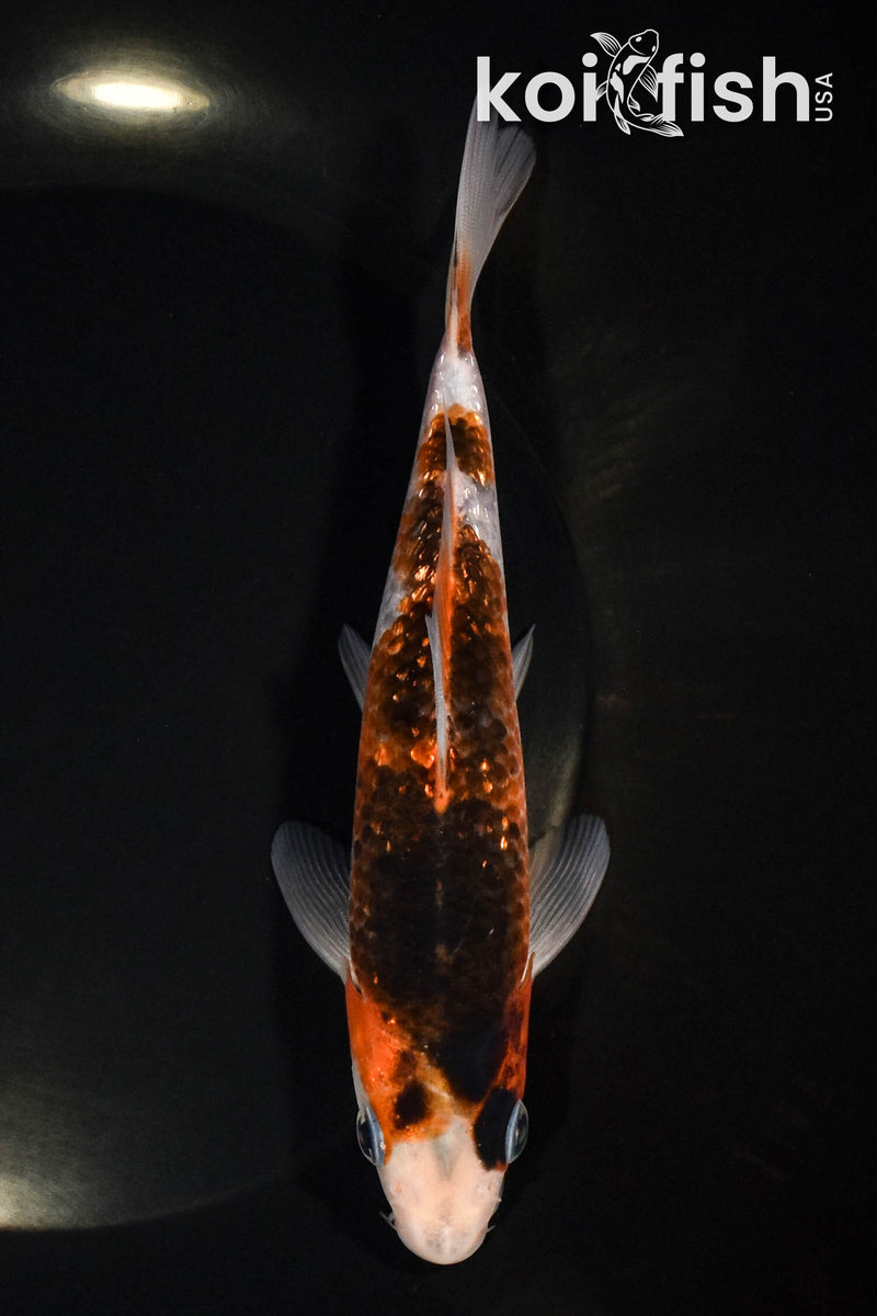 6.25" GINRIN GOROMO
