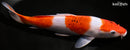 10.25" AI GOROMO