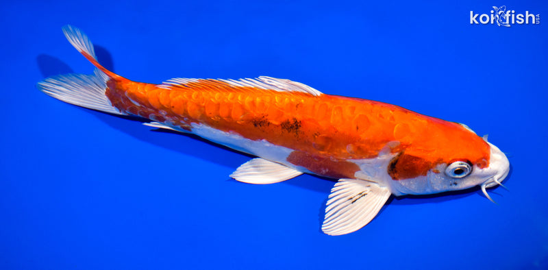 11.25" ARAGOKE HEISEI NISHIKI