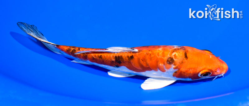 6.25" ARAGOKE HEISEI NISHIKI