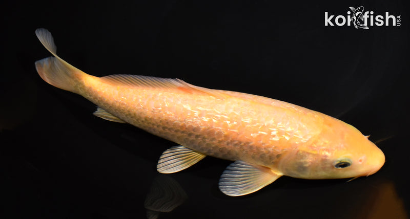 9.5" GINRIN CHAGOI
