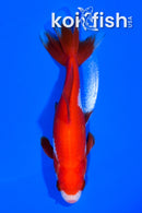 5.25" WAKIN GOLDFISH
