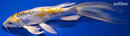 9.5" DOITSU KUJAKU BUTTERFLY