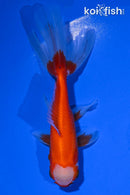 4" ORANDA GOLDFISH