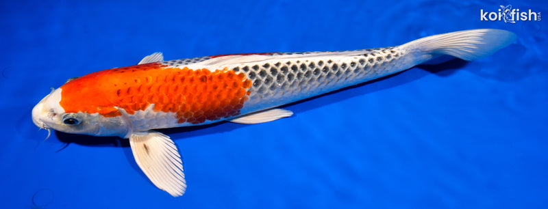16" KUJAKU