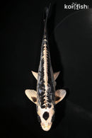 6.25" KIKOKURYU